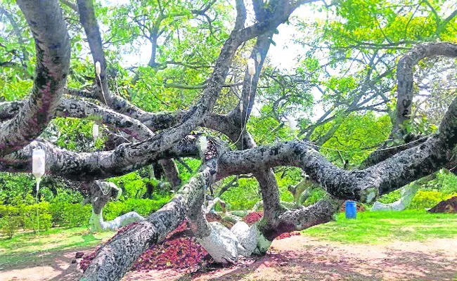 Pillalamarri Tree Treatment Started For Rescue - Sakshi