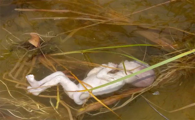 Cute Baby Body of The Body in The Essarisi Canal - Sakshi