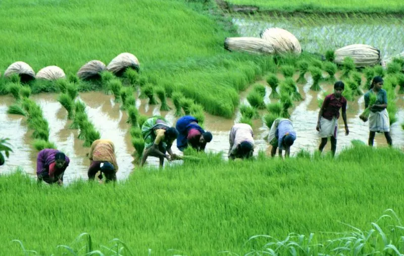 Telangana Govt Plans To include Tribal Farmers in  Rythu Bandhu Scheme - Sakshi