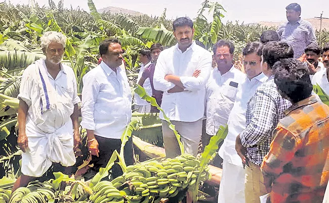 Thunderbolt on banana crop - Sakshi