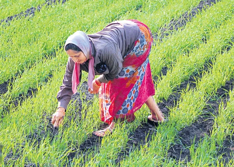 Women farmers in the sun any problams - Sakshi