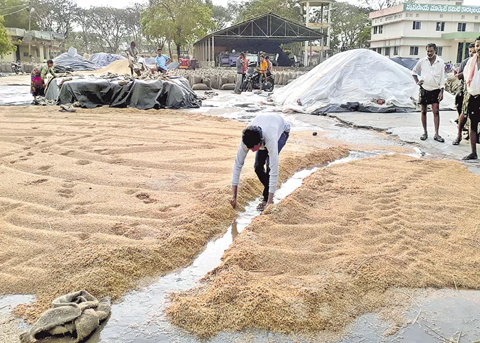 Hundreds of quintals of grain loss with rain - Sakshi