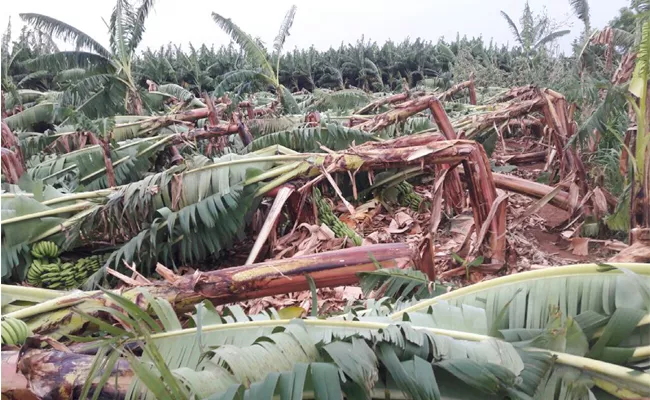 Banana Garden Collapsed In YSR District - Sakshi