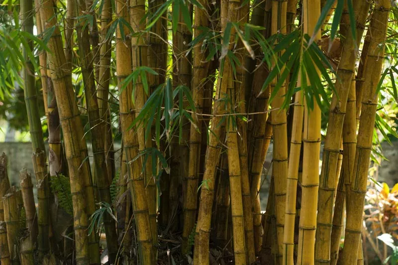 Cabinet approves restructured bamboo mission with outlay of Rs 1290 cr - Sakshi