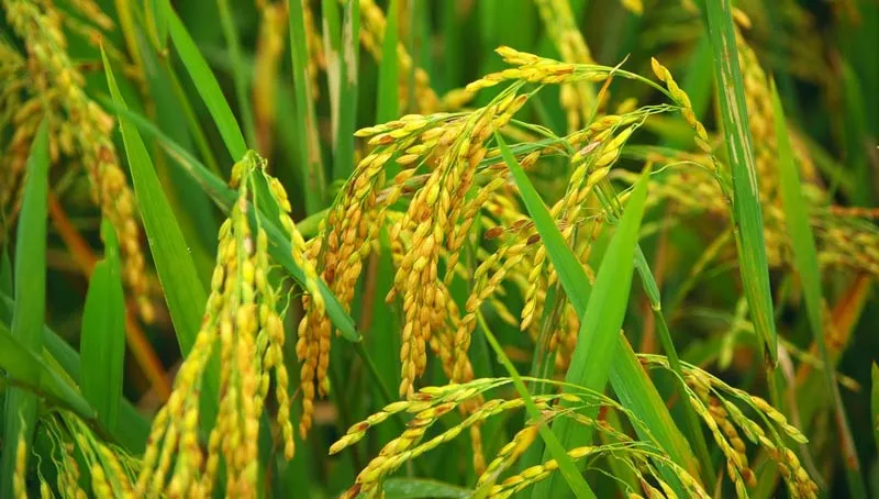 Rice yields the worry for the farmers. - Sakshi