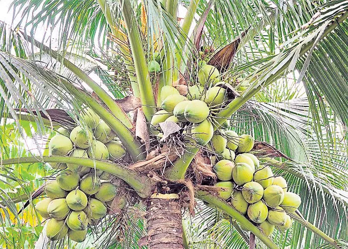 Coconut Cultivate in a hundred acres in Vishaka manyam - Sakshi