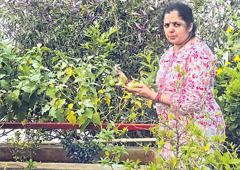 Organic food for cultivating home crops - Sakshi