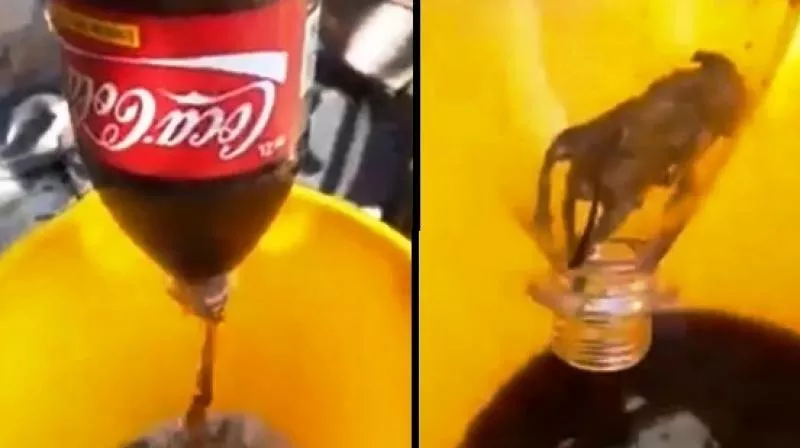 Man Find Mouse In Side Coco Cola Bottle In Argentina - Sakshi