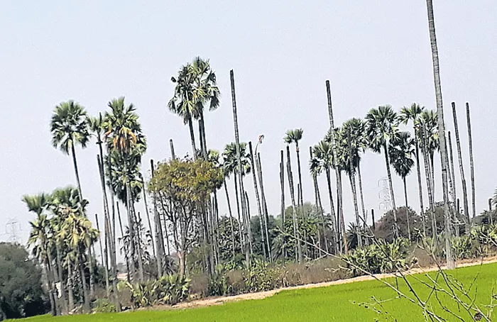 The drying of the palm trees - Sakshi