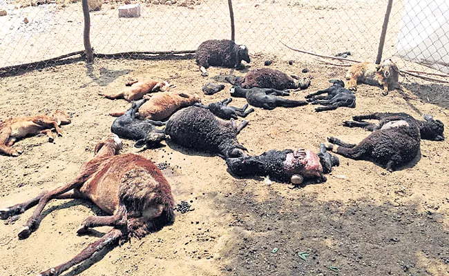 Fourteen sheeps are died in the attack of dogs - Sakshi