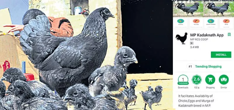 MP govt launches "Kadaknath" app to market black chicken breed - Sakshi