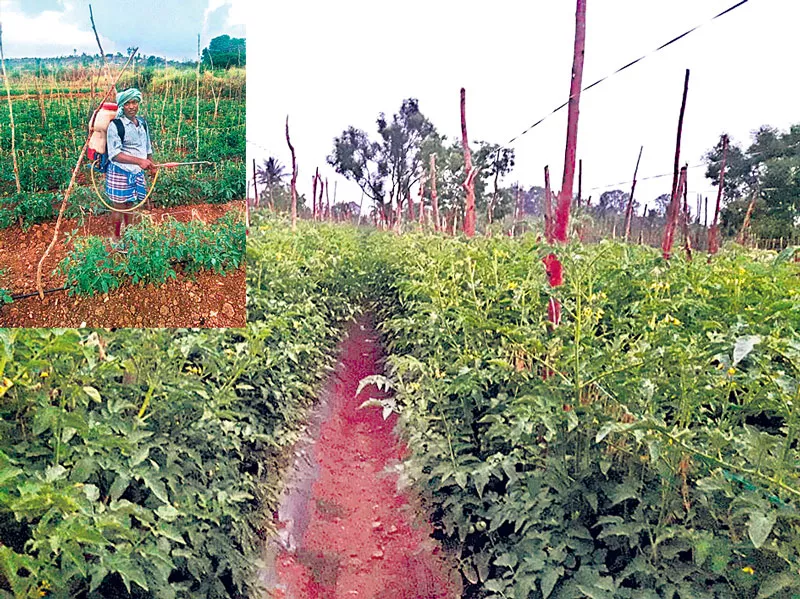 Pesticides as a cause of occupational skin disease in farmers - Sakshi