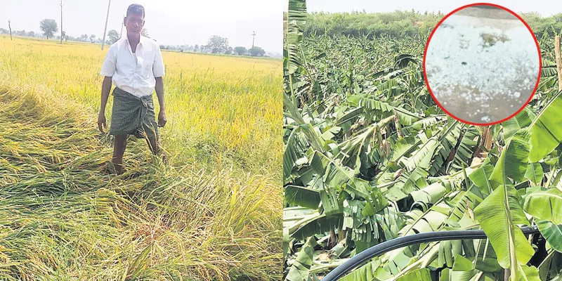 Loss of crop with unexpected rain fall - Sakshi