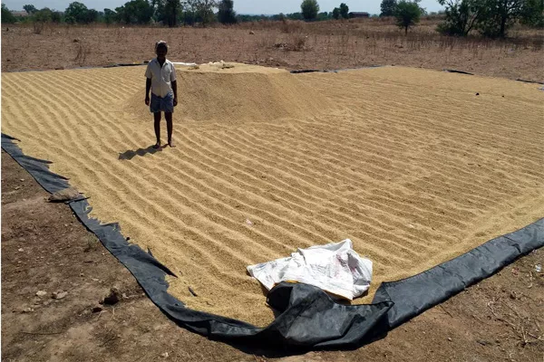 Grain Farmers Problems In Kosgi - Sakshi