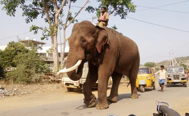 Jayanthi Female Elephant Leg Injury In Srikakulam - Sakshi