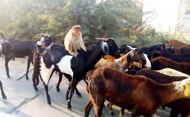 Monkey Raid On Goat - Sakshi