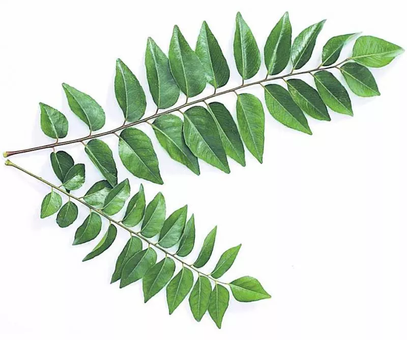   special on Curry leaves - Sakshi