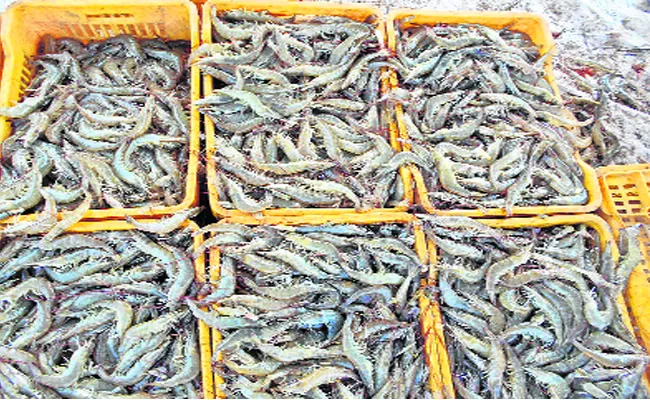 Shrimps Prices Fall Down - Sakshi