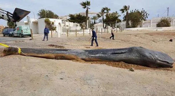 Sperm Whale Found Dead On The Spanish Coast - Sakshi