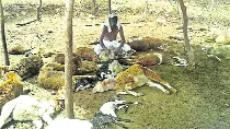 Dogs Attack Sheeps Died - Sakshi