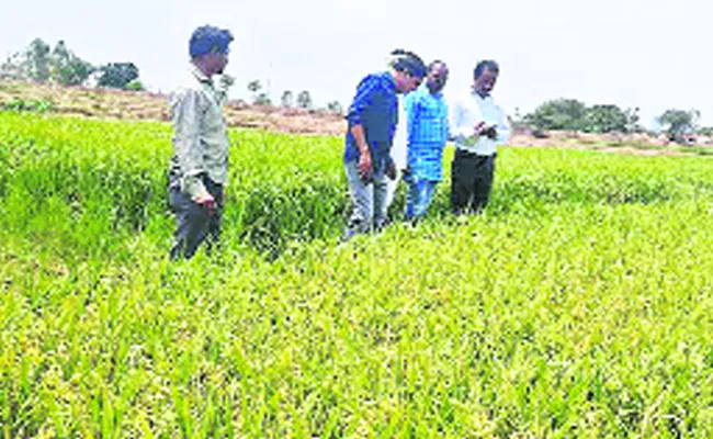 Due To Unseasonal Rain Crops Losses - Sakshi