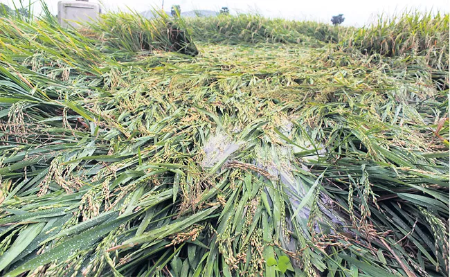 Crop Loss With Unseasonal Rain In Rangareddy - Sakshi