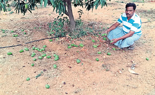 Rice Crops And Mango Farmers Loss With Rain - Sakshi