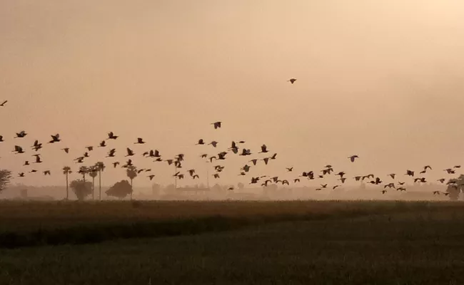 Birds Flying In Sunset - Sakshi