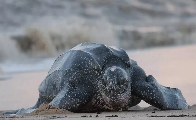 The difficulty of  Olive ridley sea turtle survival - Sakshi