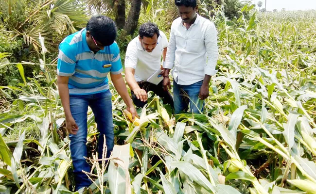 Crop Losses Due To Unseasonal Rains - Sakshi