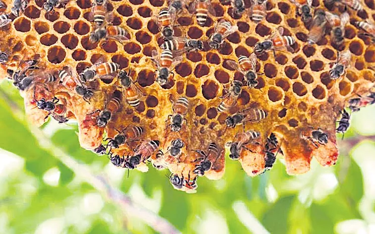  ban on disinfectants to protect the bees - Sakshi