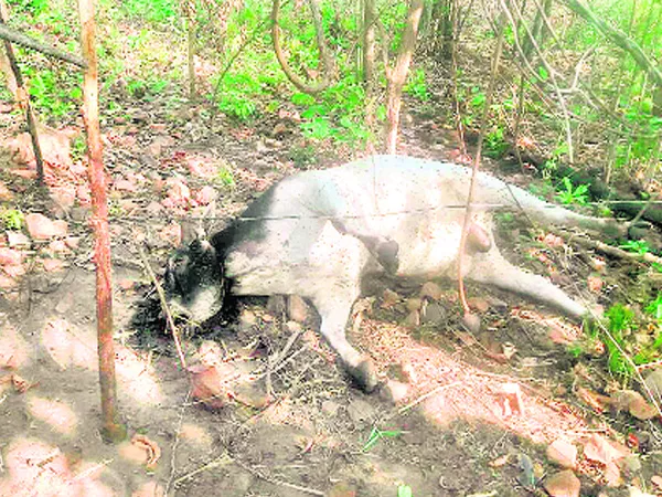 Forest Department Officials negligence on wild animals - Sakshi