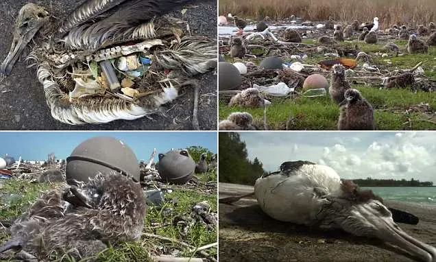 Albatrosses Birds Killing With Plastic In Pacific Island - Sakshi