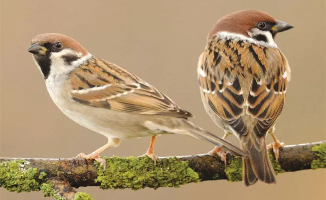 Sparrows extinction In Cell Tower Radiations - Sakshi