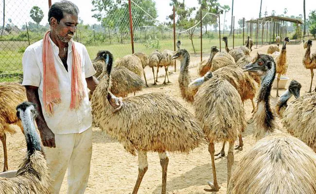 Emu farming fails to take wings in WG - Sakshi