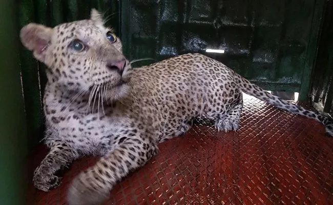 Leopard In CRPF Gym In Mumbai - Sakshi