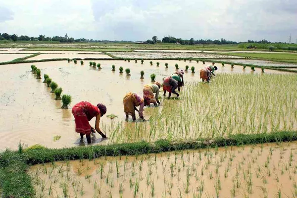 30 lakh Rythu Bandhu checks was issued to the farmers - Sakshi