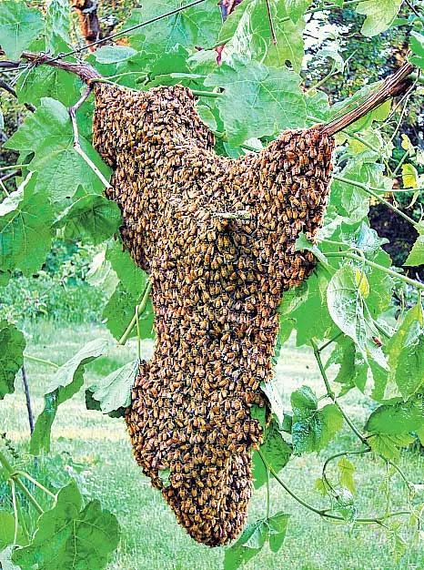 Controlling pollution with honeybeat - Sakshi