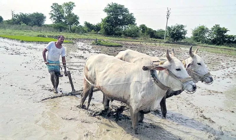 Farmers insurance up to 70 years! - Sakshi