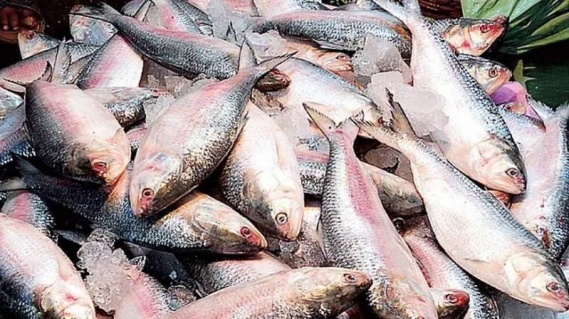 Rs 1,000 crore for fish development - Sakshi