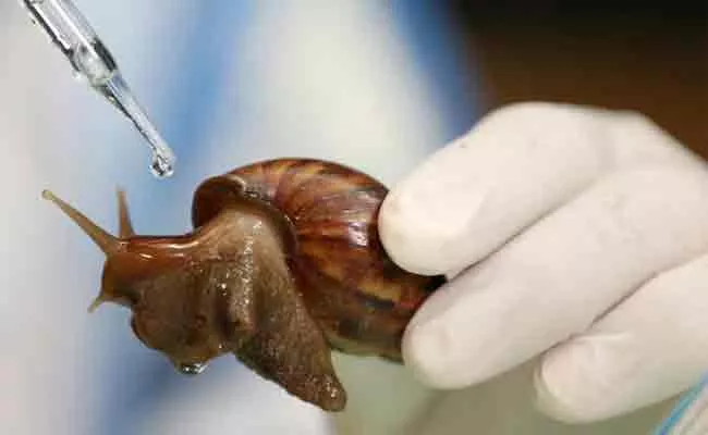 Snails Mucus Demand In Thailand Cosmetics - Sakshi