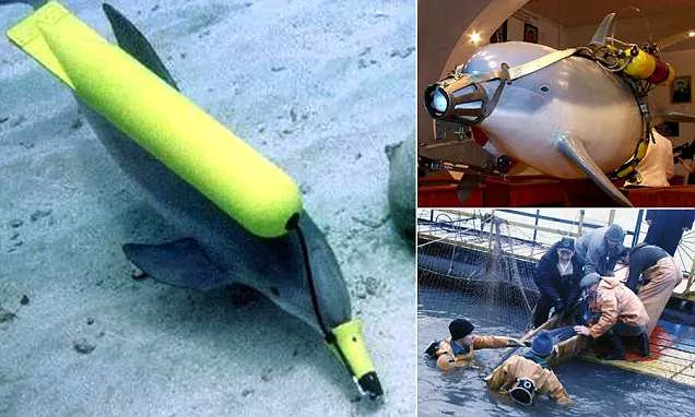 Ukraine Army Of Spy Dolphins Died After Hunger Strike - Sakshi