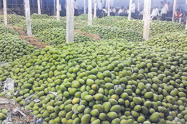 Mango price was decreased - Sakshi