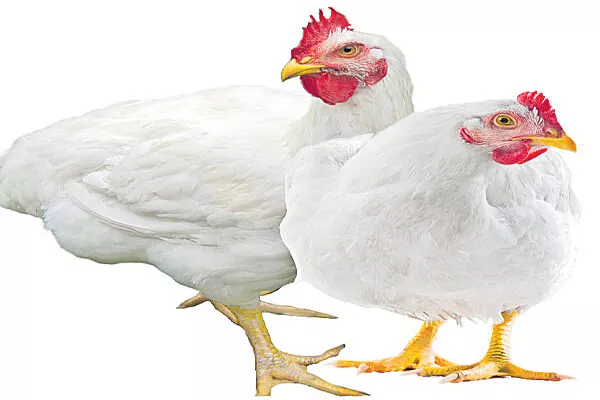 Chicken meat Kg is Rs.270 - Sakshi