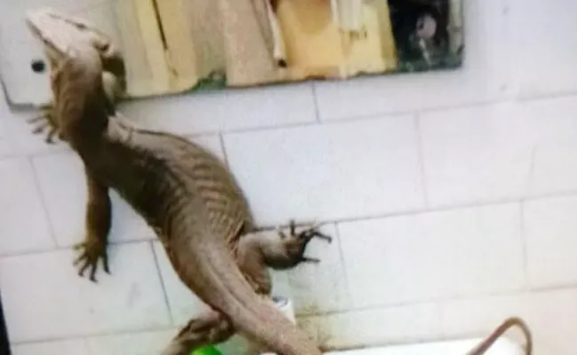 Monitor Lizard Inside NSITs Girls Hostel - Sakshi