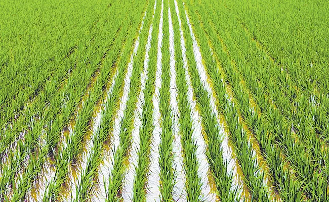 Gene conversion in the rice genome - Sakshi