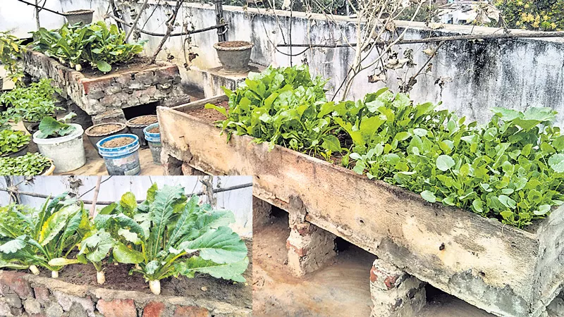 Green vegetables on summer - Sakshi