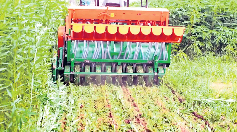 Rice directly into the Caryota urens - Sakshi