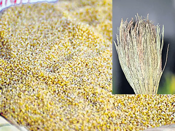 Rare Millet Found In Madhya Pradesh - Sakshi