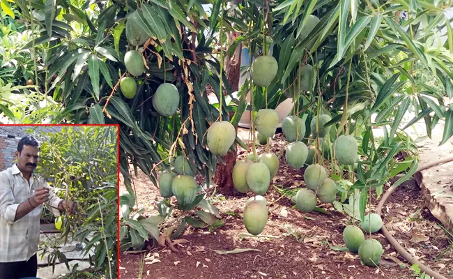 12types Of Mango Fruits on One Mango Tree In Kurnnol - Sakshi